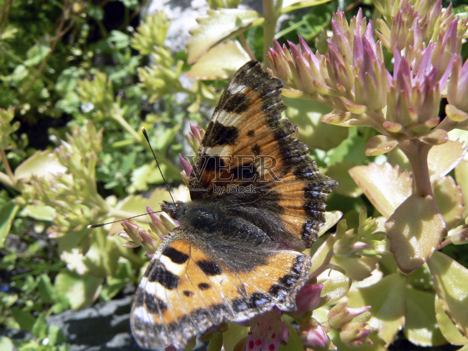 蝴蝶照片摄影图片