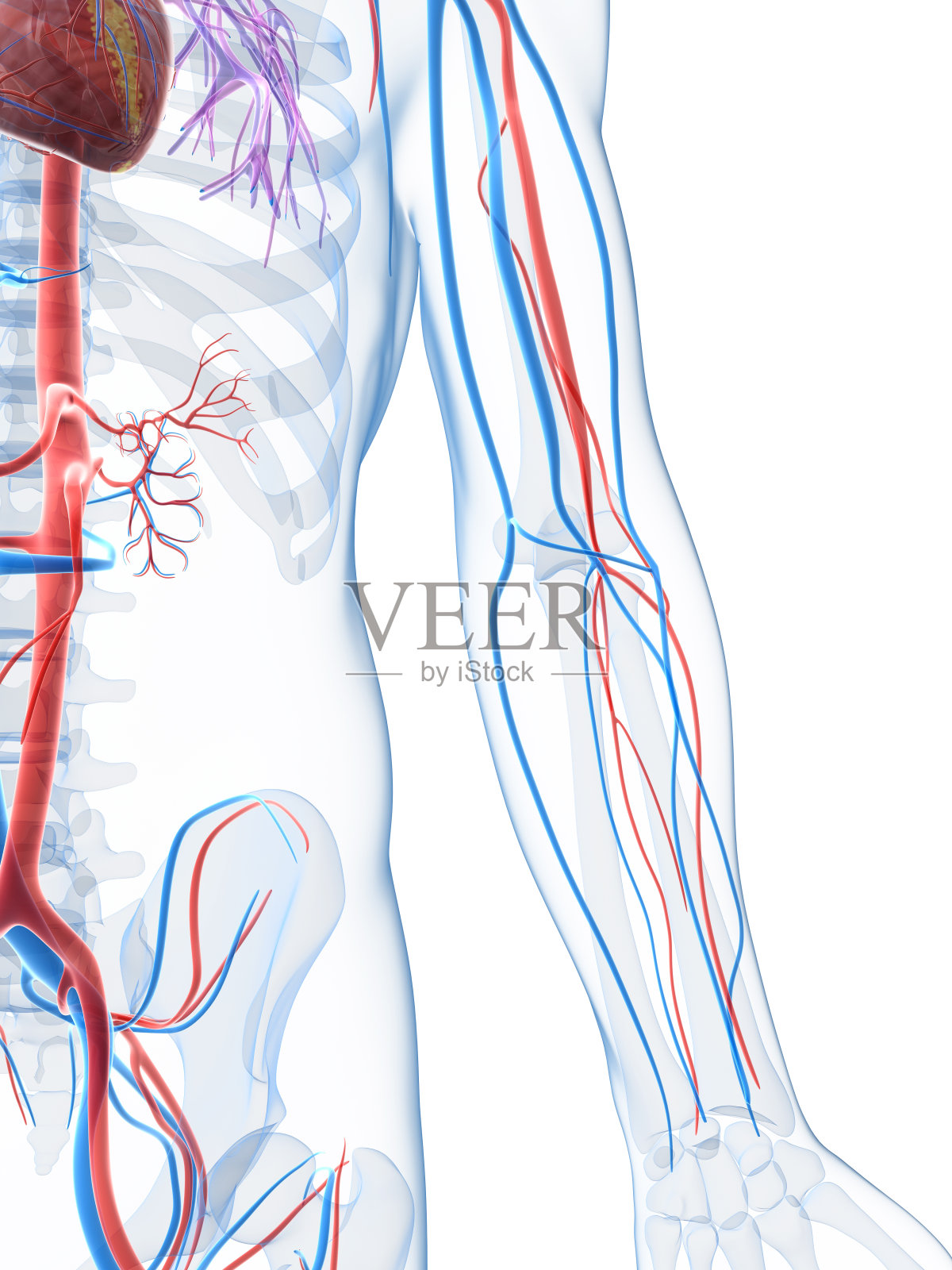 身体侧面的特写，显示了血管系统照片摄影图片