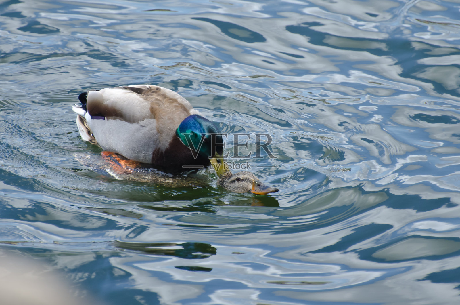 野鸭在春天交配照片摄影图片