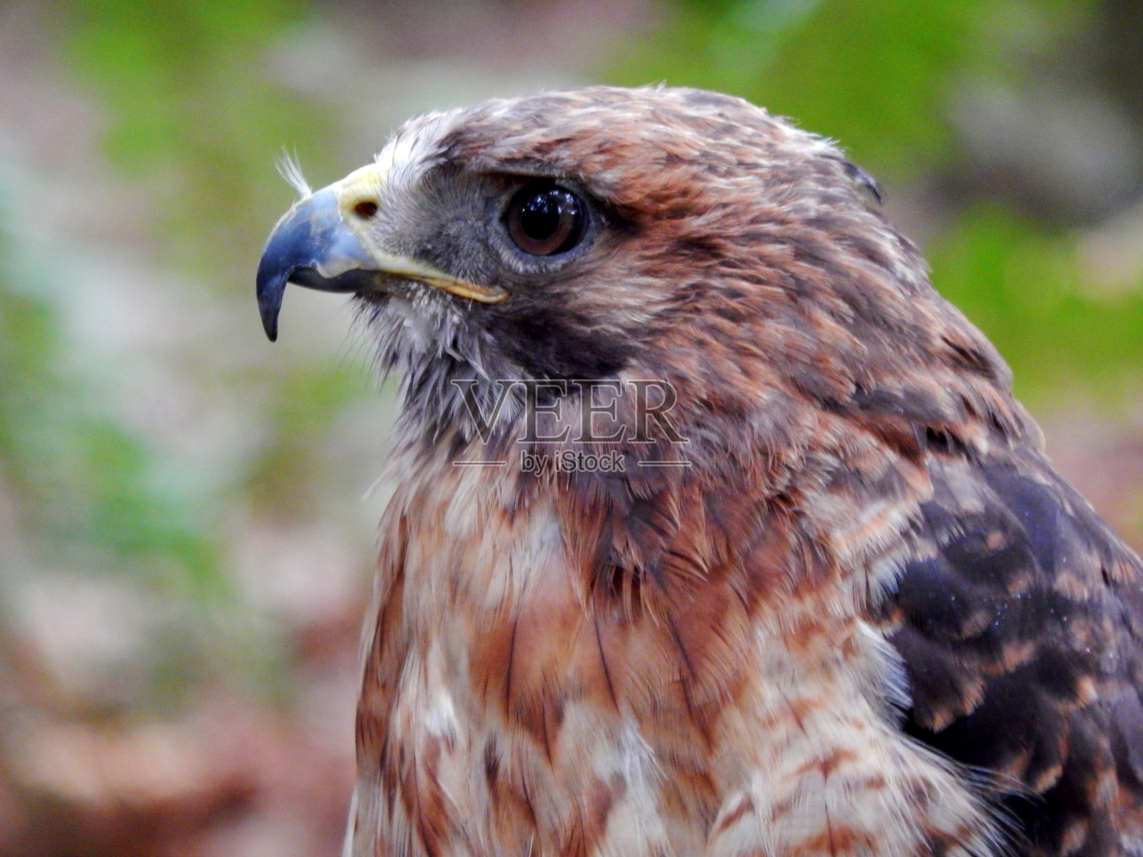 红色尾随鹰照片摄影图片