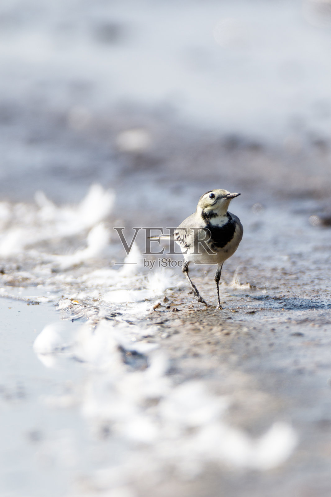白瓦格尾（莫塔西拉阿尔巴）照片摄影图片