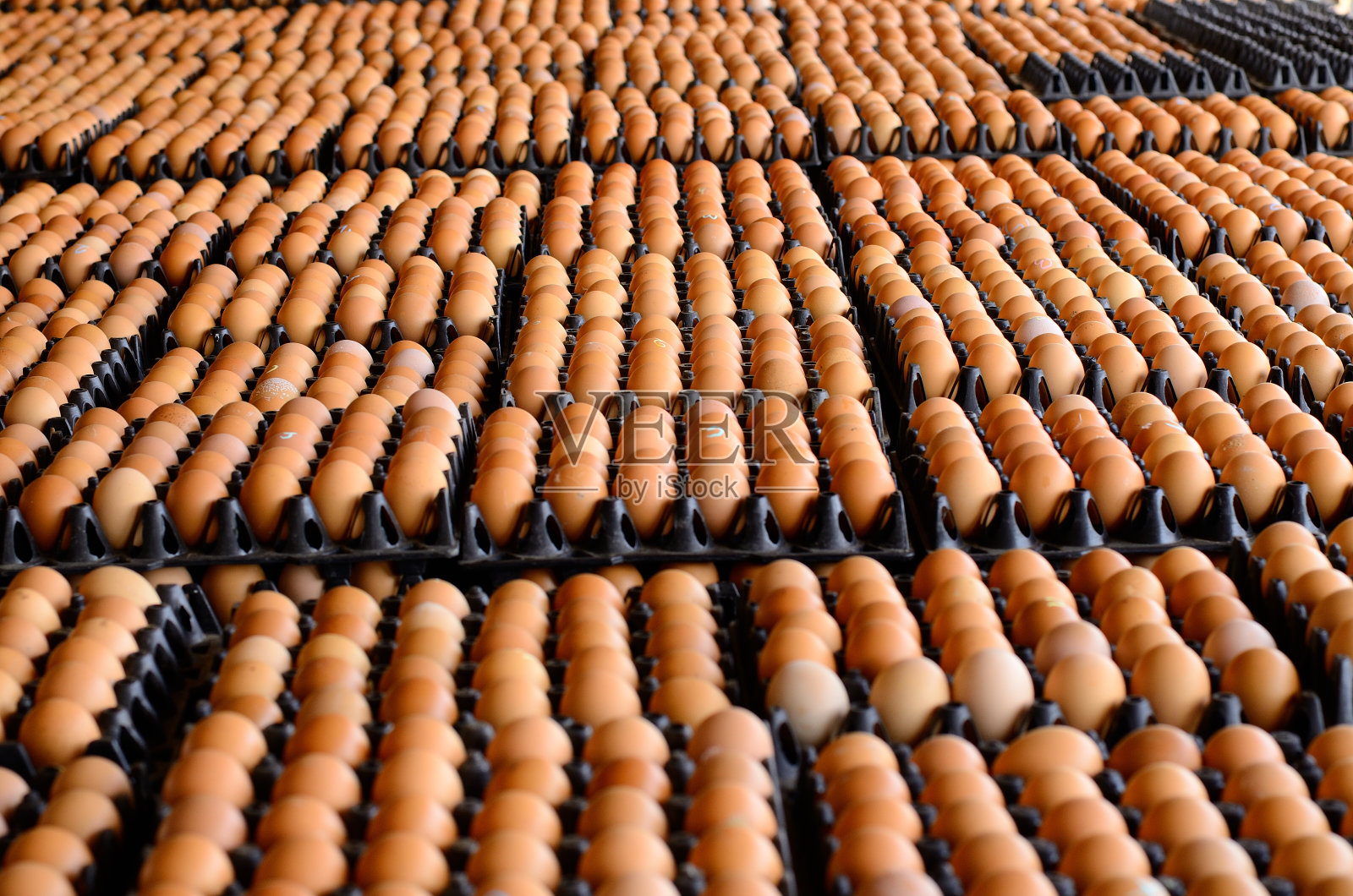 鸡蛋照片摄影图片