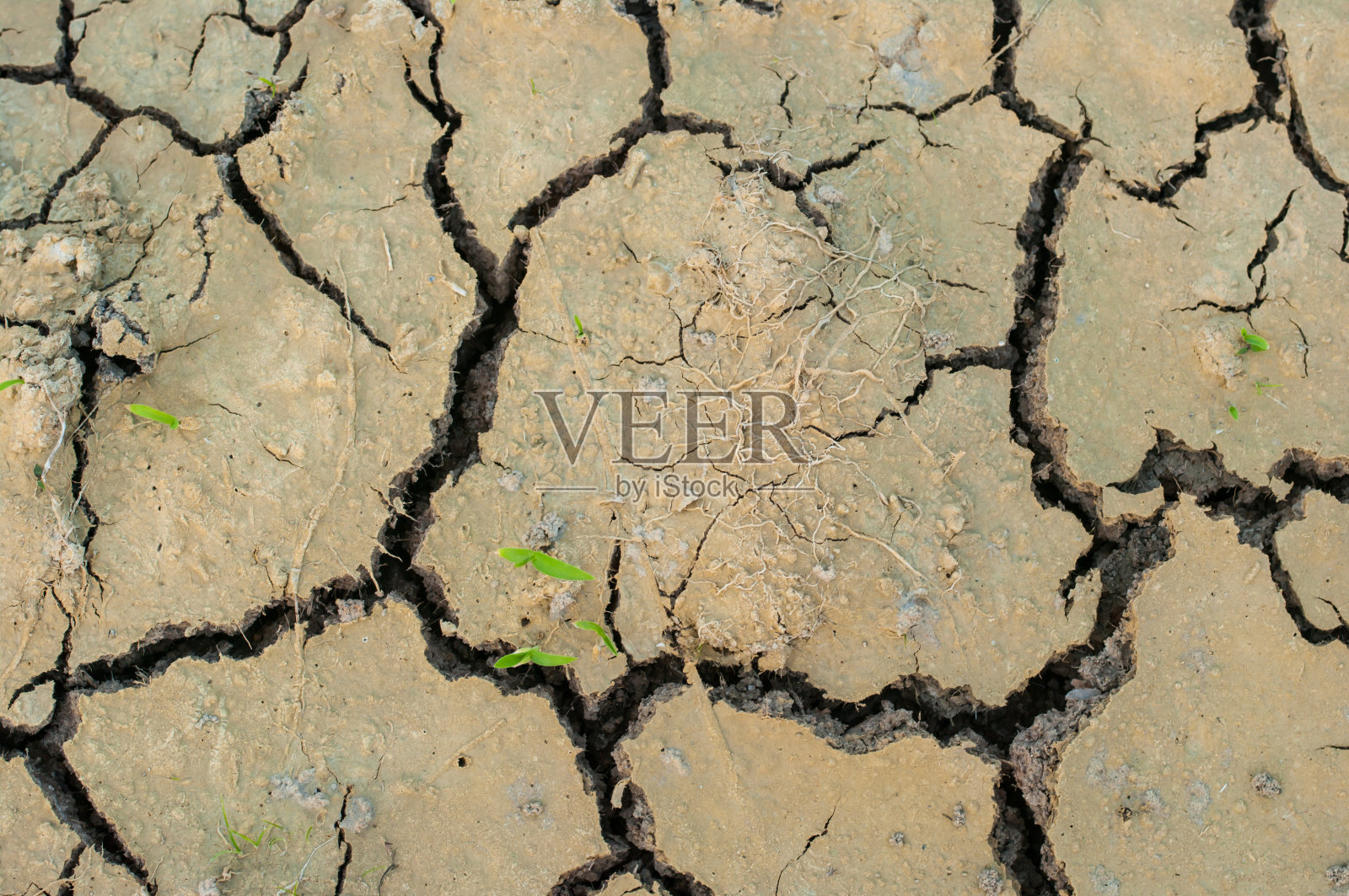 龟裂的土地上的草和根照片摄影图片