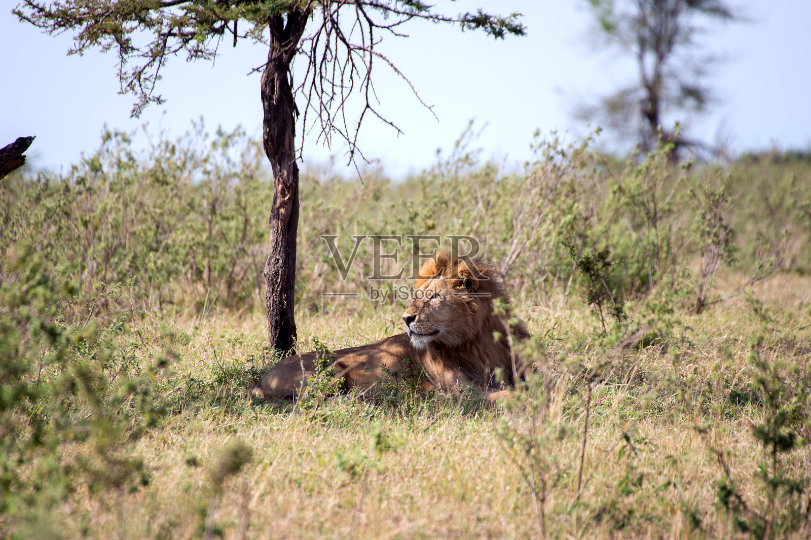 狮子(狮子，男性)照片摄影图片