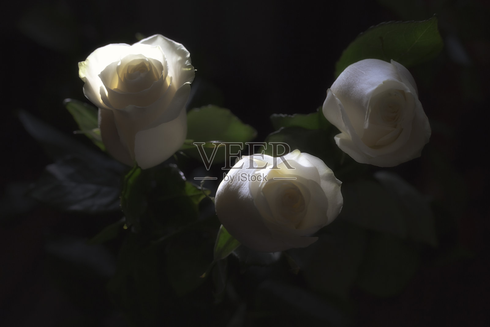 玫瑰照片摄影图片