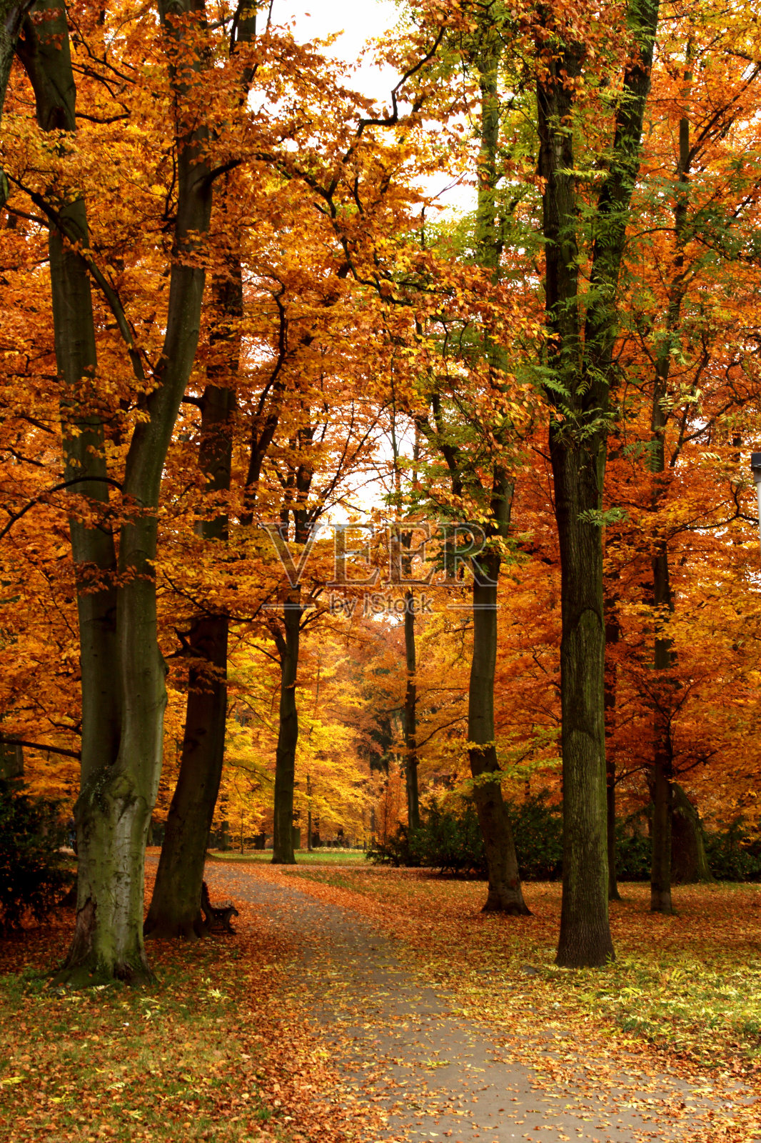 秋天的场景照片摄影图片