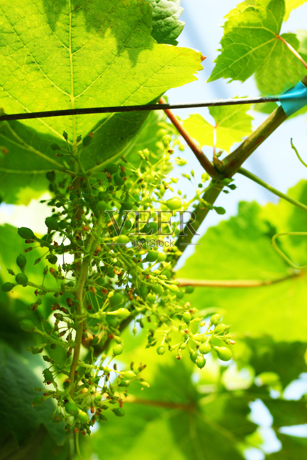 葡萄园里的新鲜葡萄照片摄影图片
