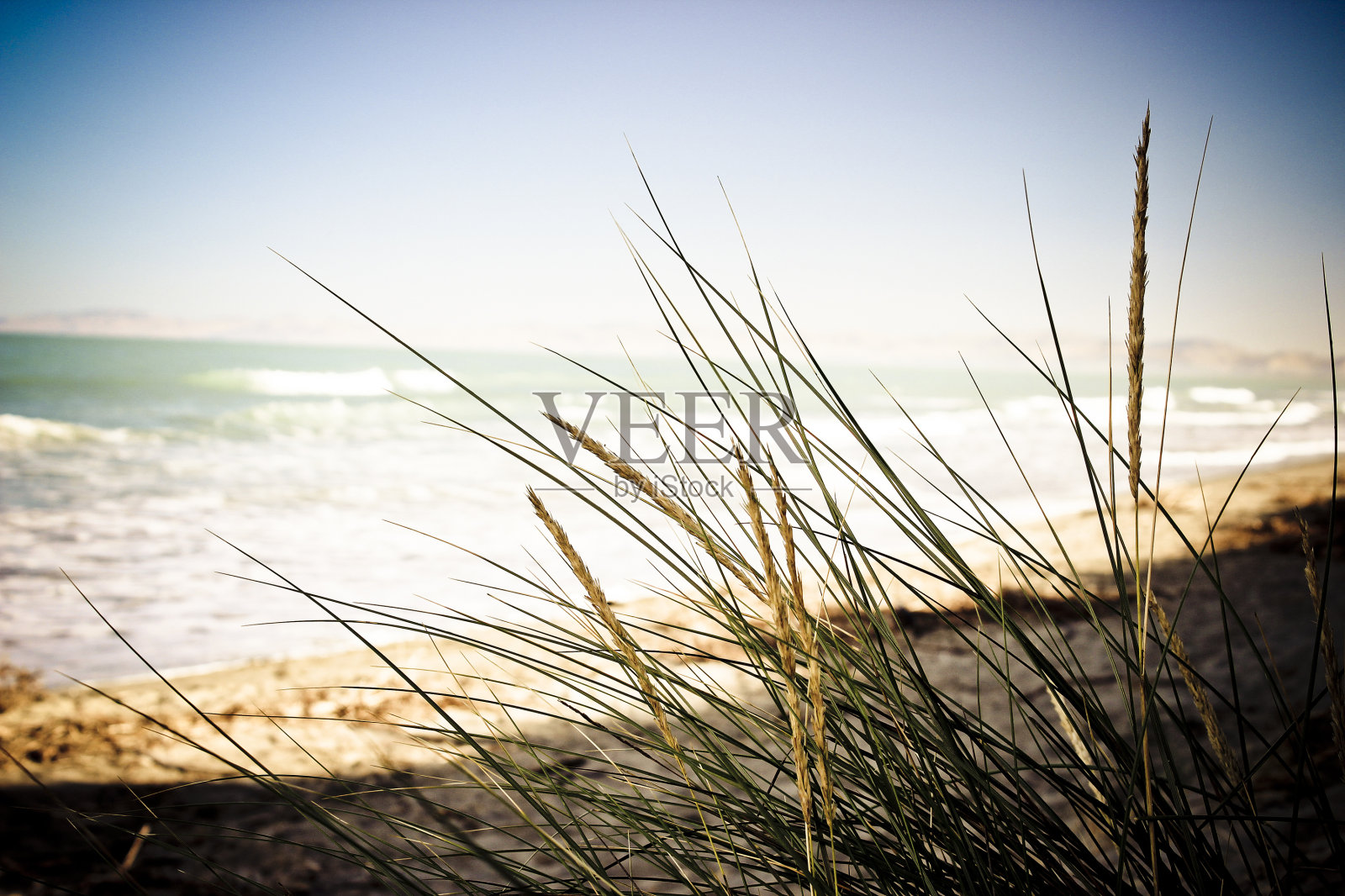 草在海滩照片摄影图片