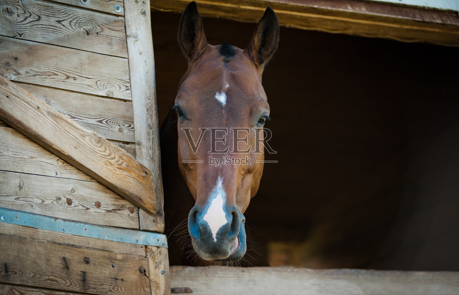 马从马厩的箱子窗口好奇地看着照片摄影图片