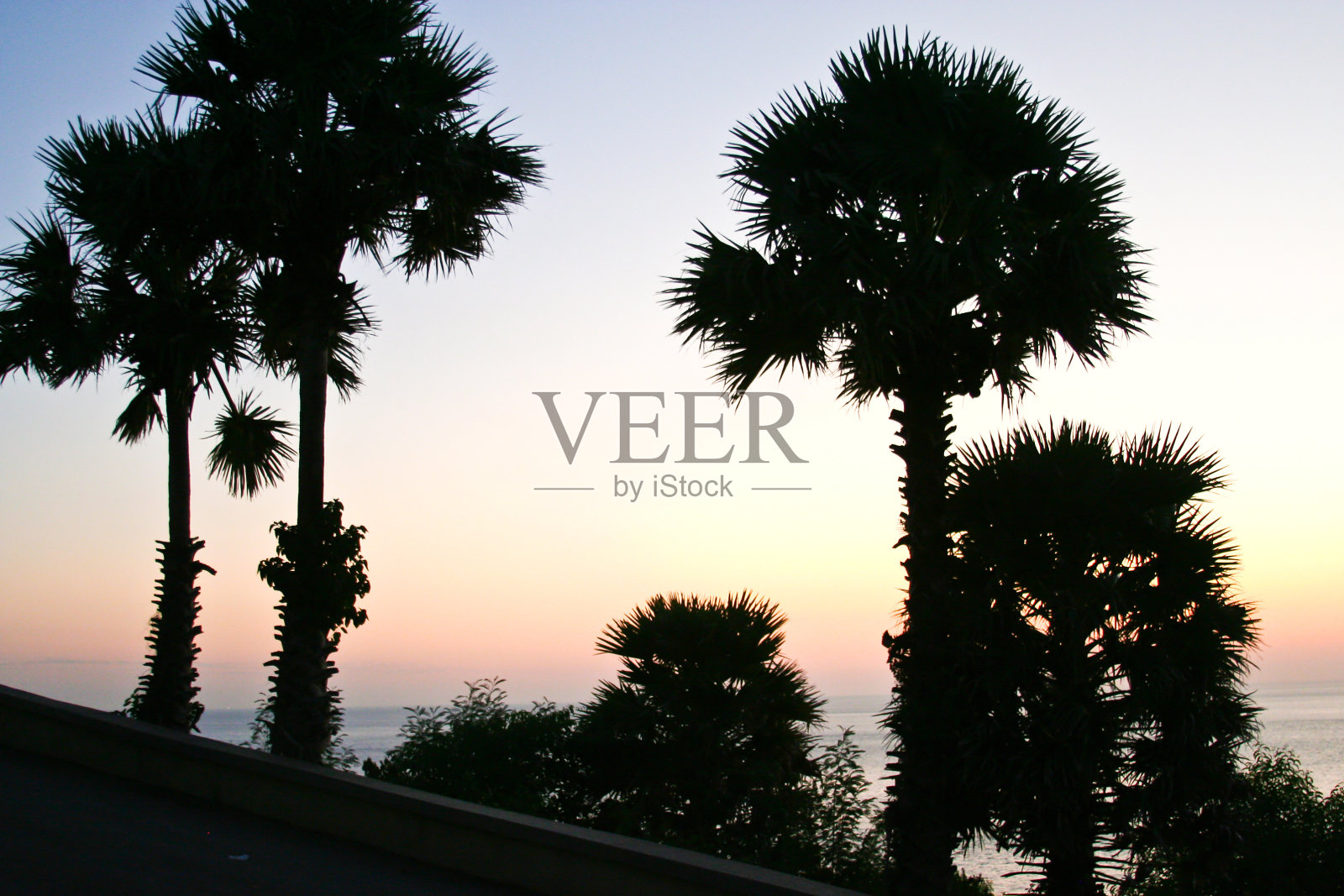 日落时棕榈树的剪影照片摄影图片