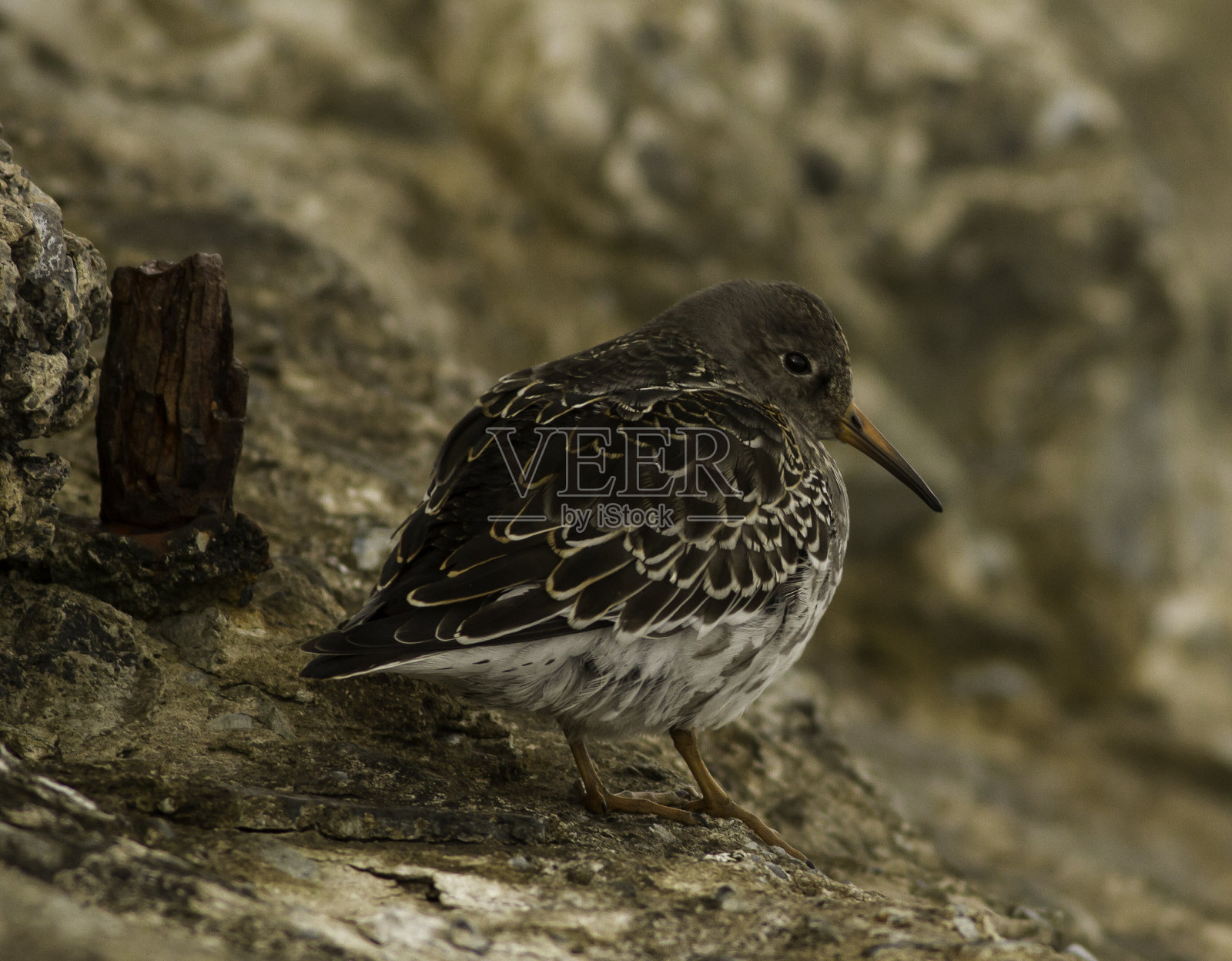 紫鹬照片摄影图片