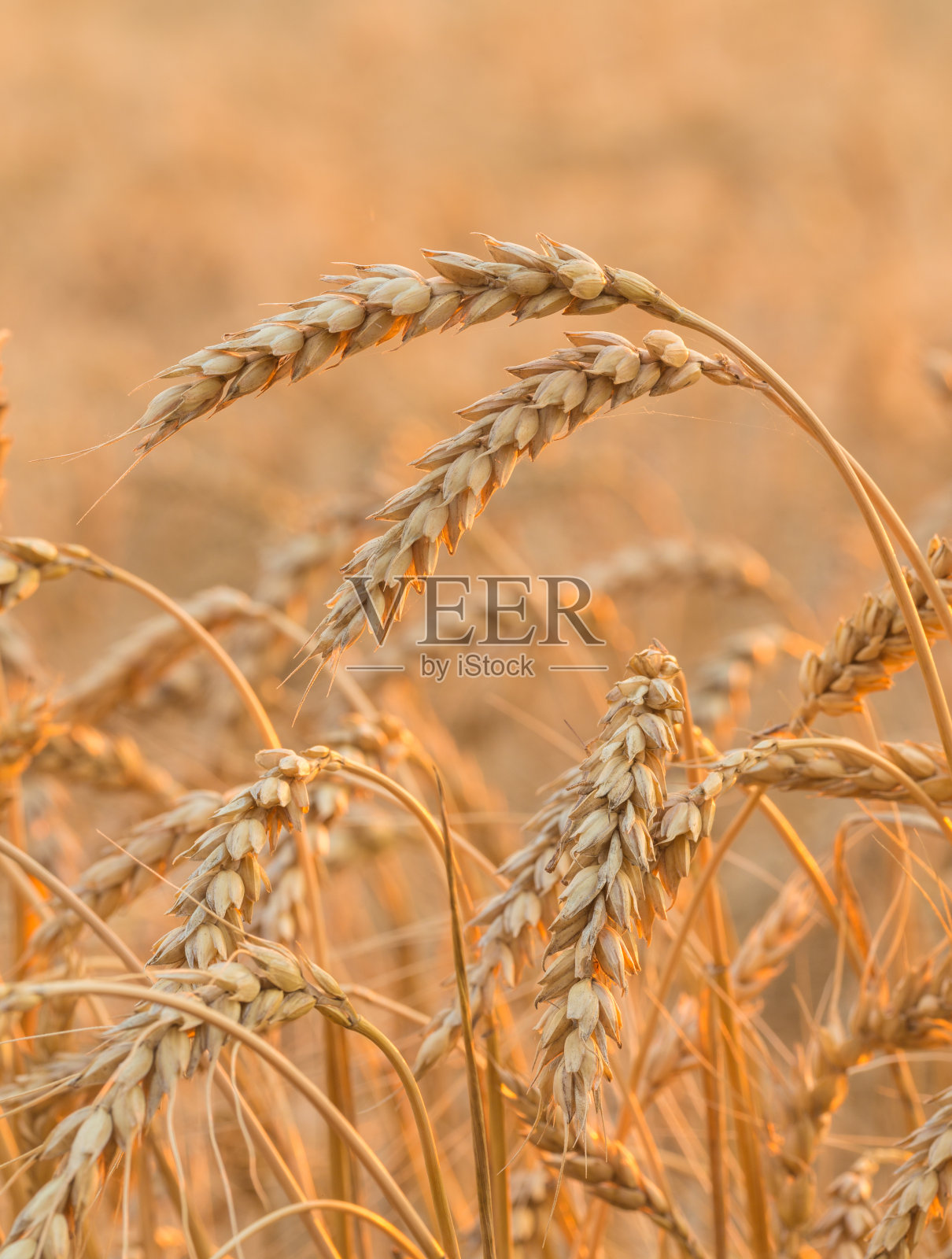 麦田的特写照片摄影图片