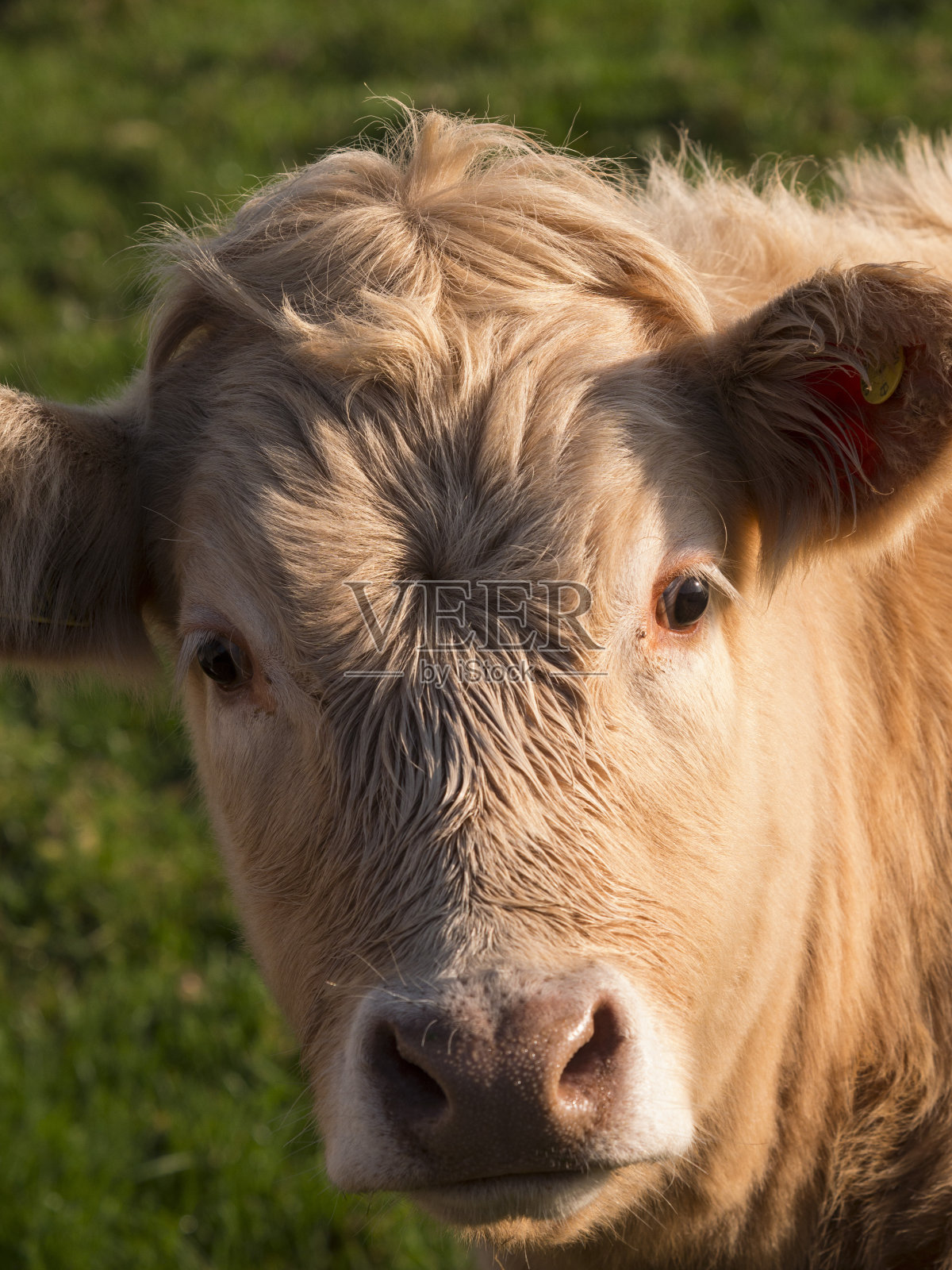 牛,德比郡,英国照片摄影图片