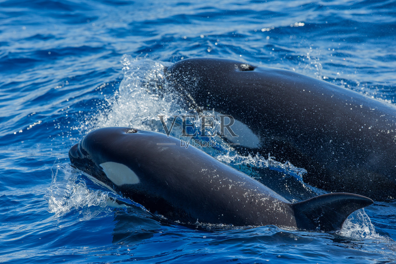 两个虎鲸照片摄影图片