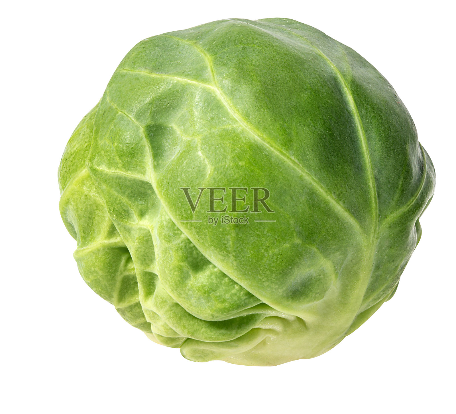 芽甘蓝孤立在白色上照片摄影图片