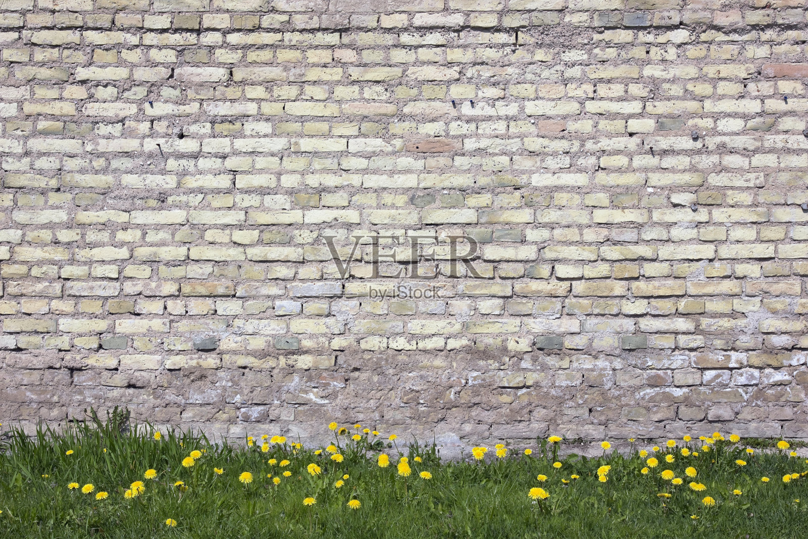 春天的蒲公英生长在古老的被毁坏的砖墙附近照片摄影图片