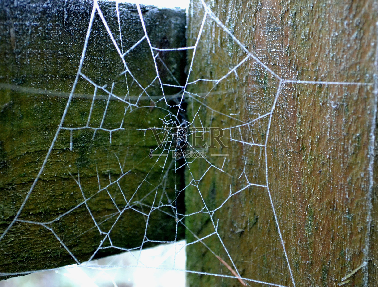 Web的死亡照片摄影图片