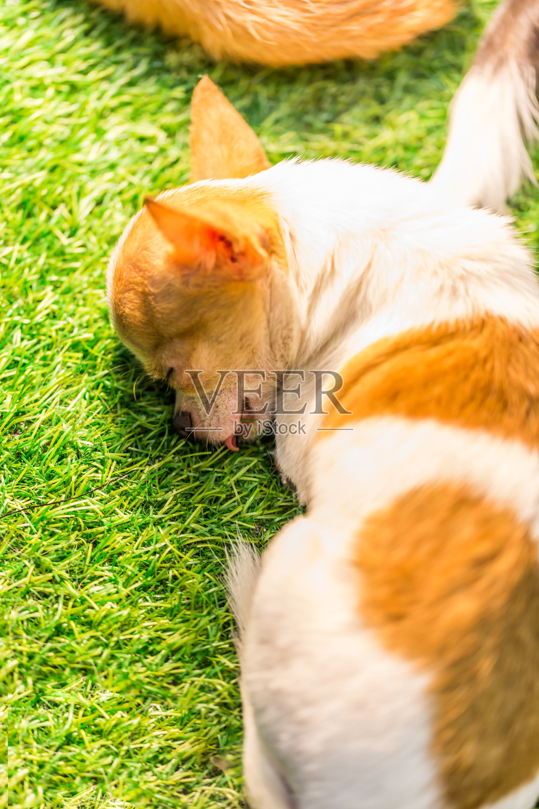 熟睡的婴儿吉娃娃照片摄影图片