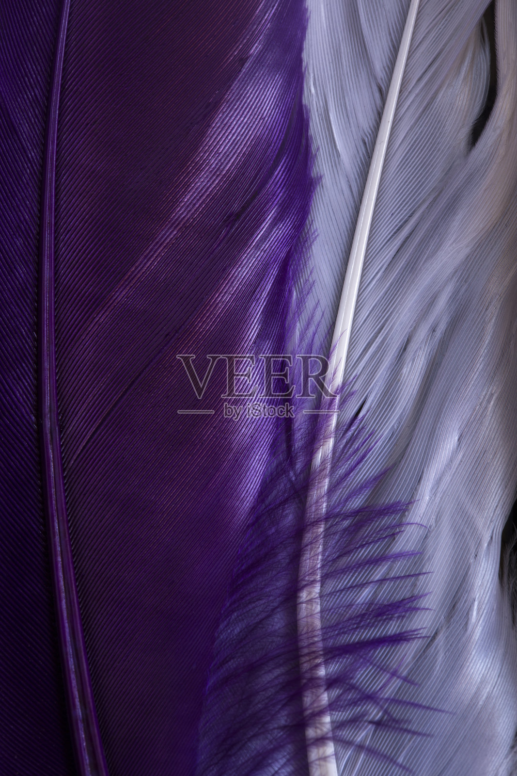 羽毛的背景照片摄影图片