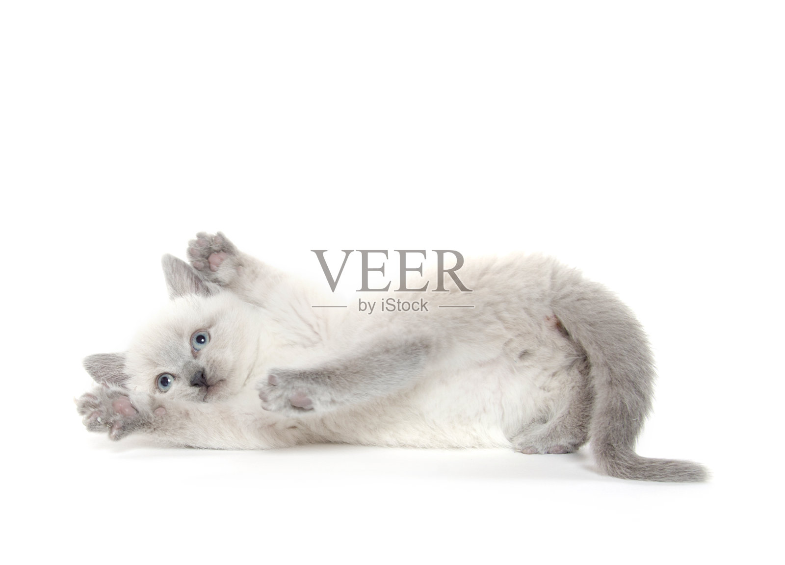 可爱的小猫玩照片摄影图片