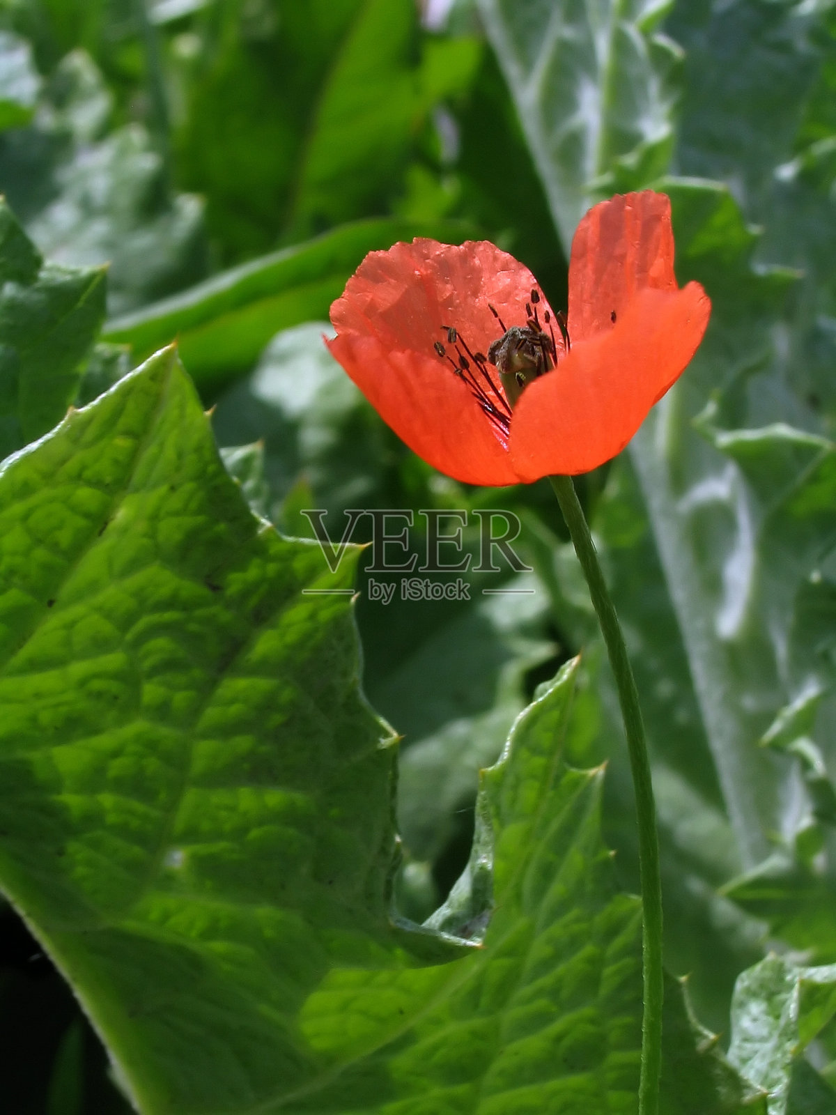 罂粟照片摄影图片