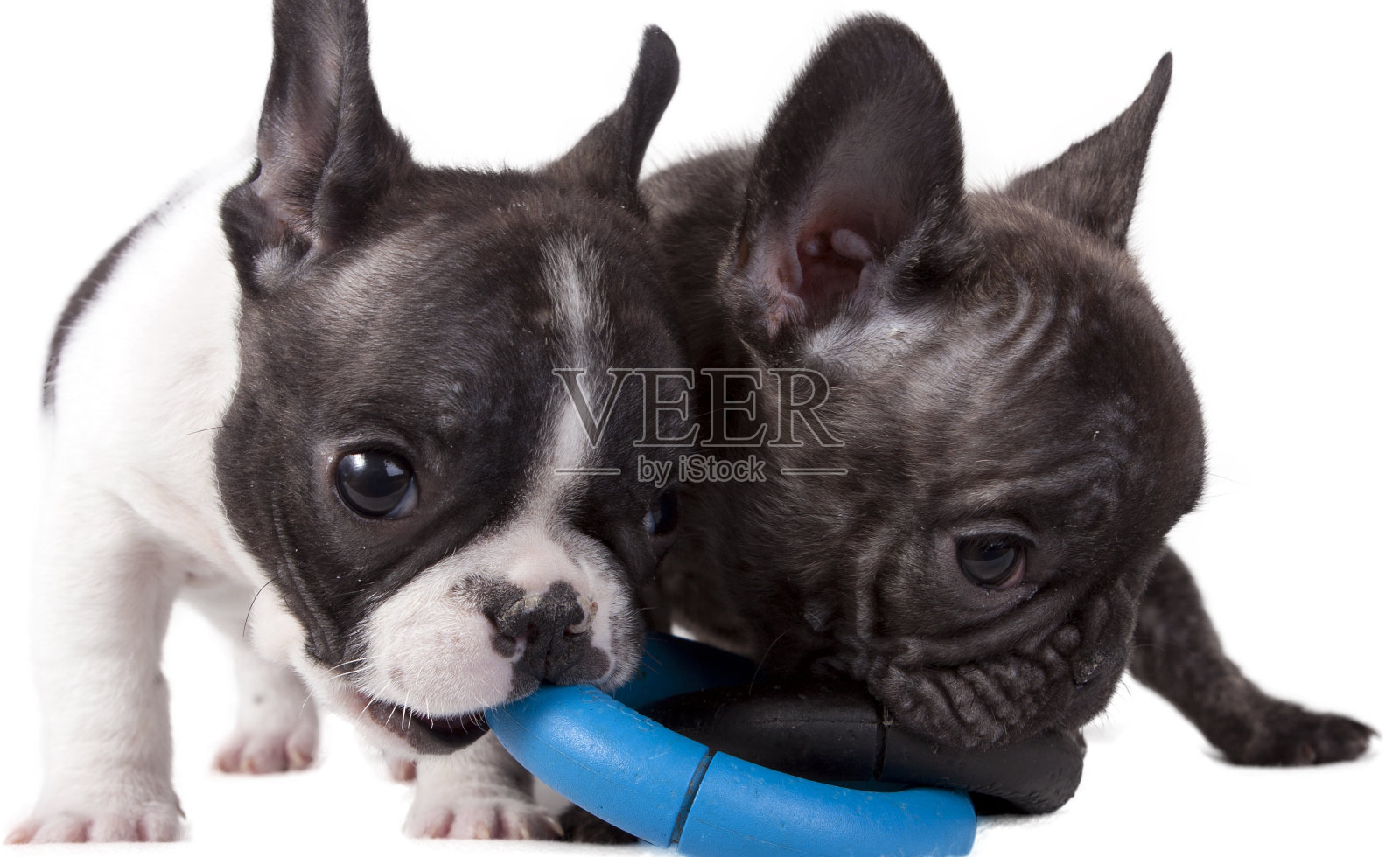 小狗法国斗牛犬照片摄影图片