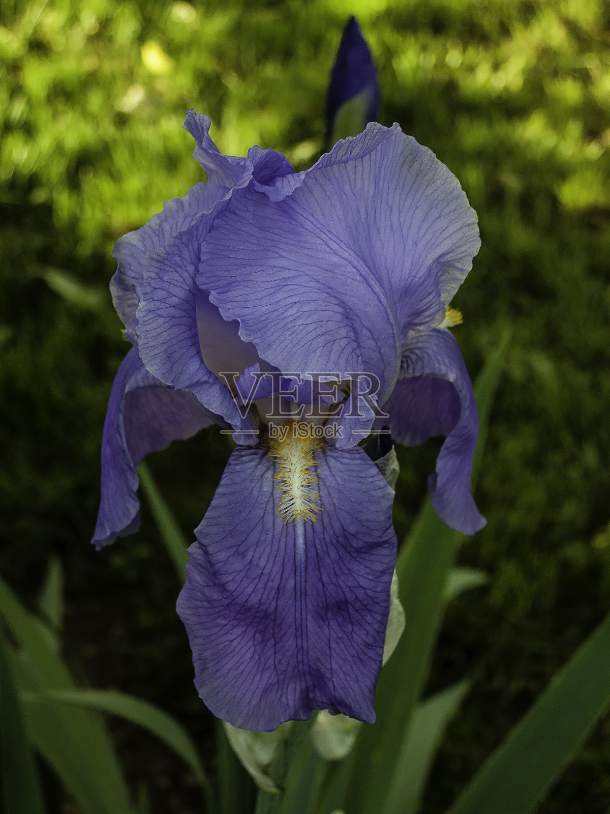 虹膜花照片摄影图片