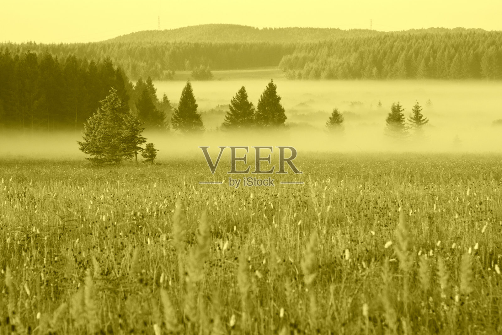 雾中的草地和树林照片摄影图片