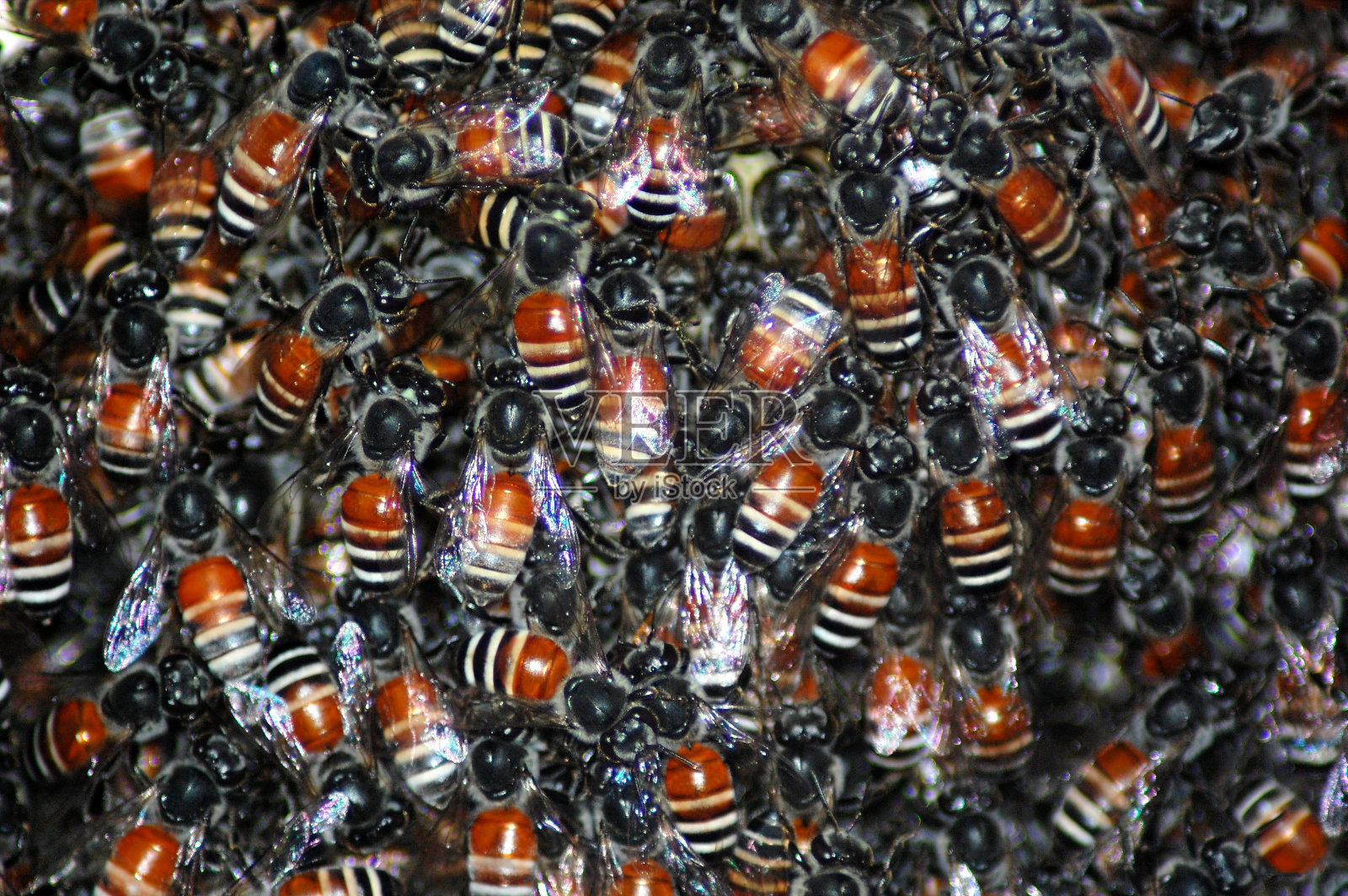 梅森蜜蜂照片摄影图片