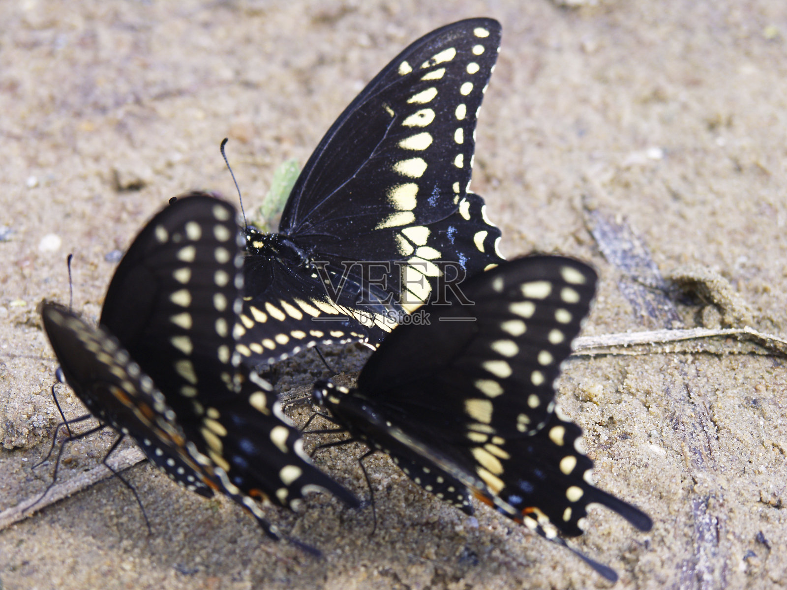 蝴蝶-雌虎燕尾蝶照片摄影图片