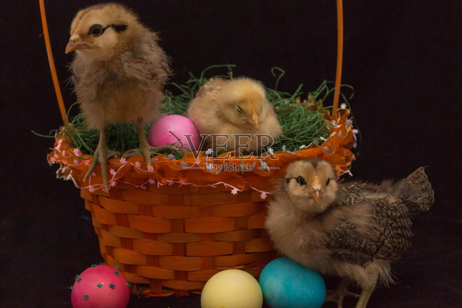 复活节篮子里的小鸡和彩蛋照片摄影图片