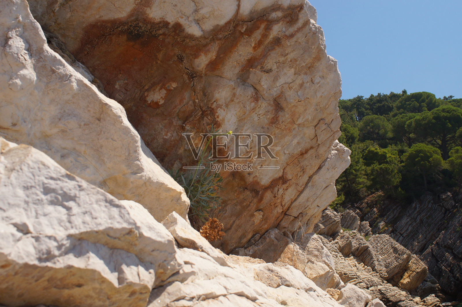 在生存的斗争中照片摄影图片