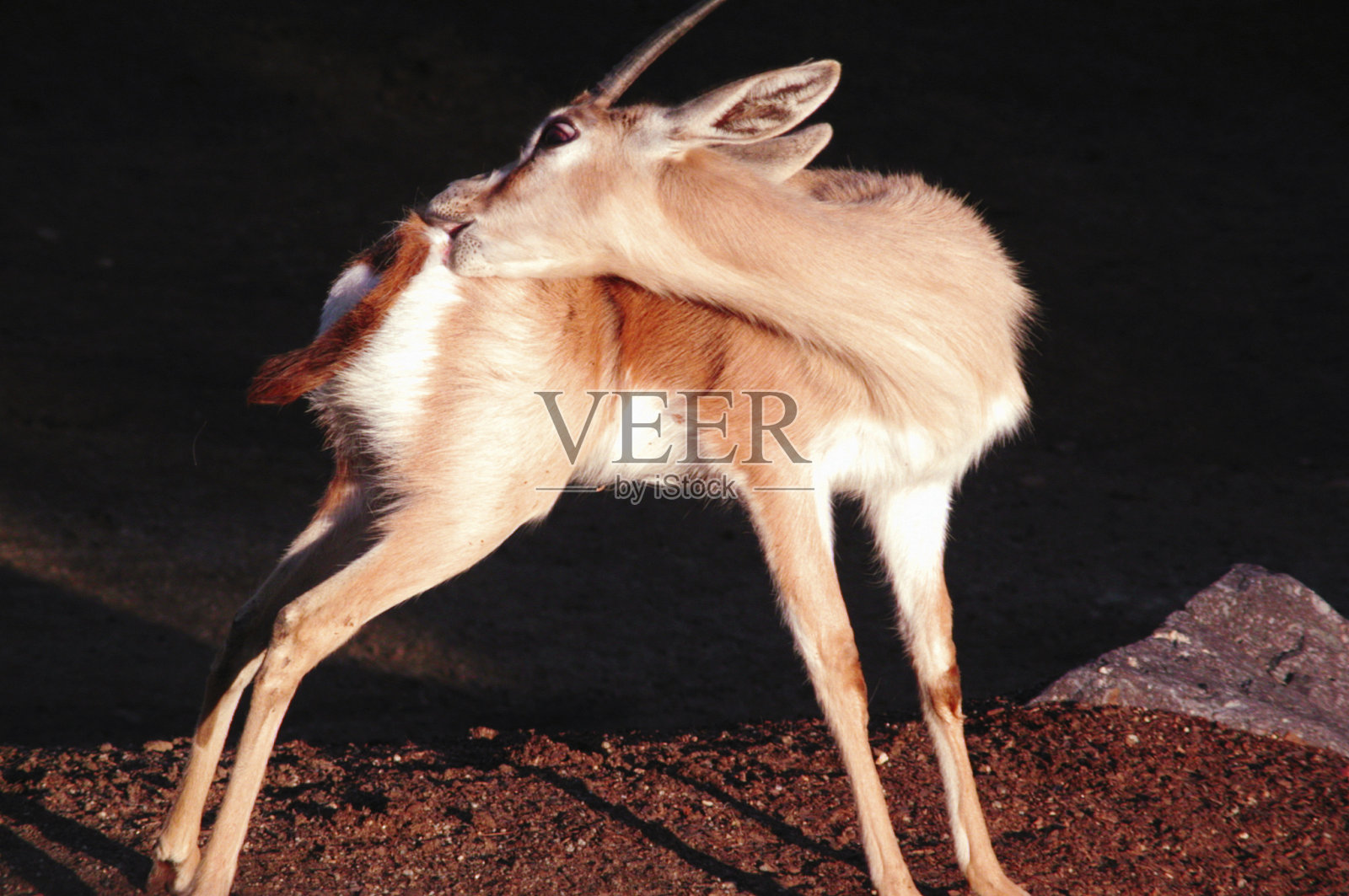 动物梳理照片摄影图片