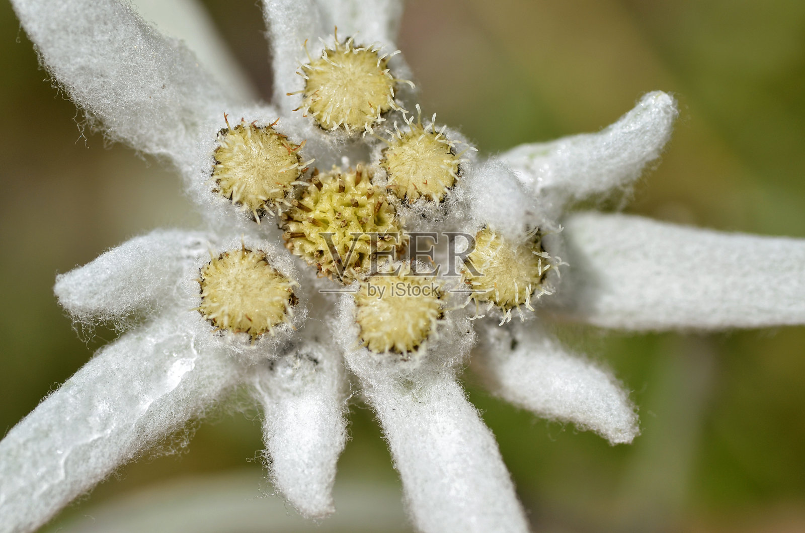 宏观的雪绒花照片摄影图片