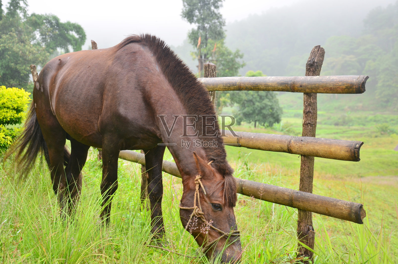 在美洪山的庞昂吃马照片摄影图片