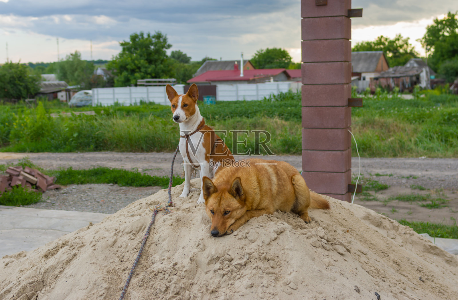 两个四条腿的朋友在晚上休息照片摄影图片