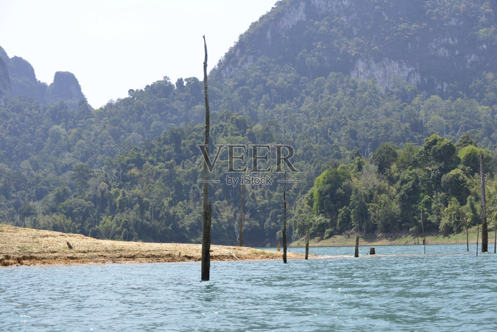 枯树伸出水面照片摄影图片