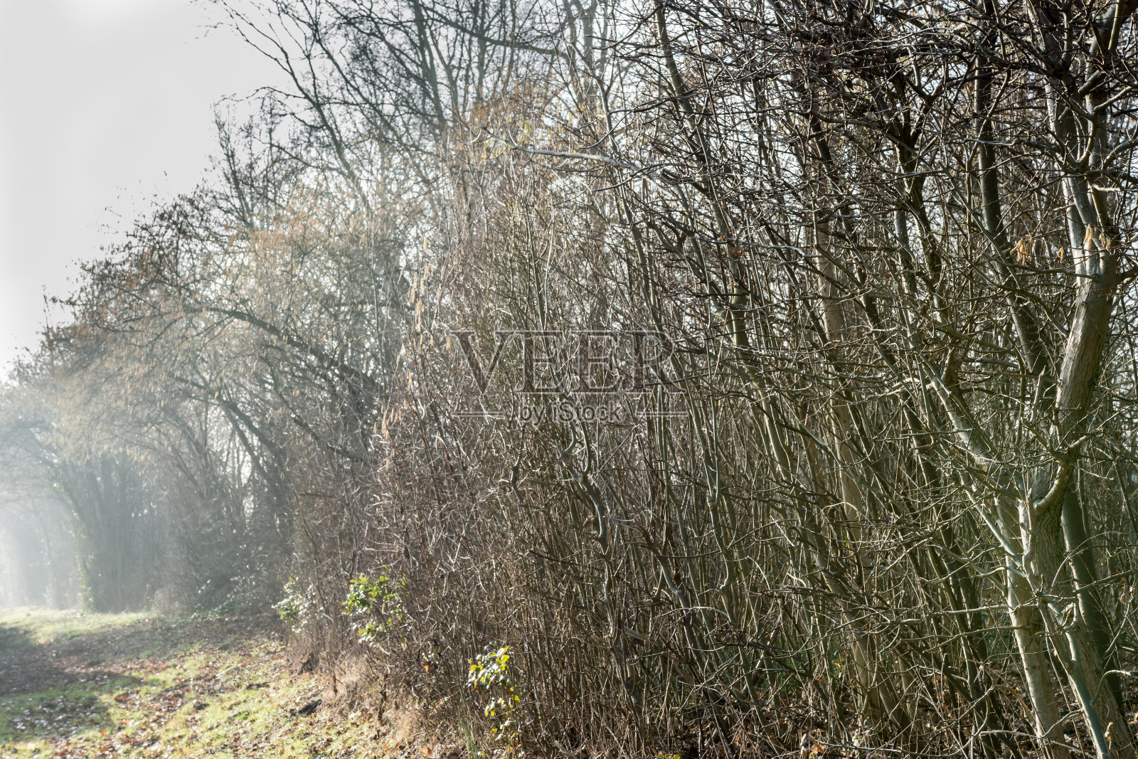 有雾的早晨的树照片摄影图片