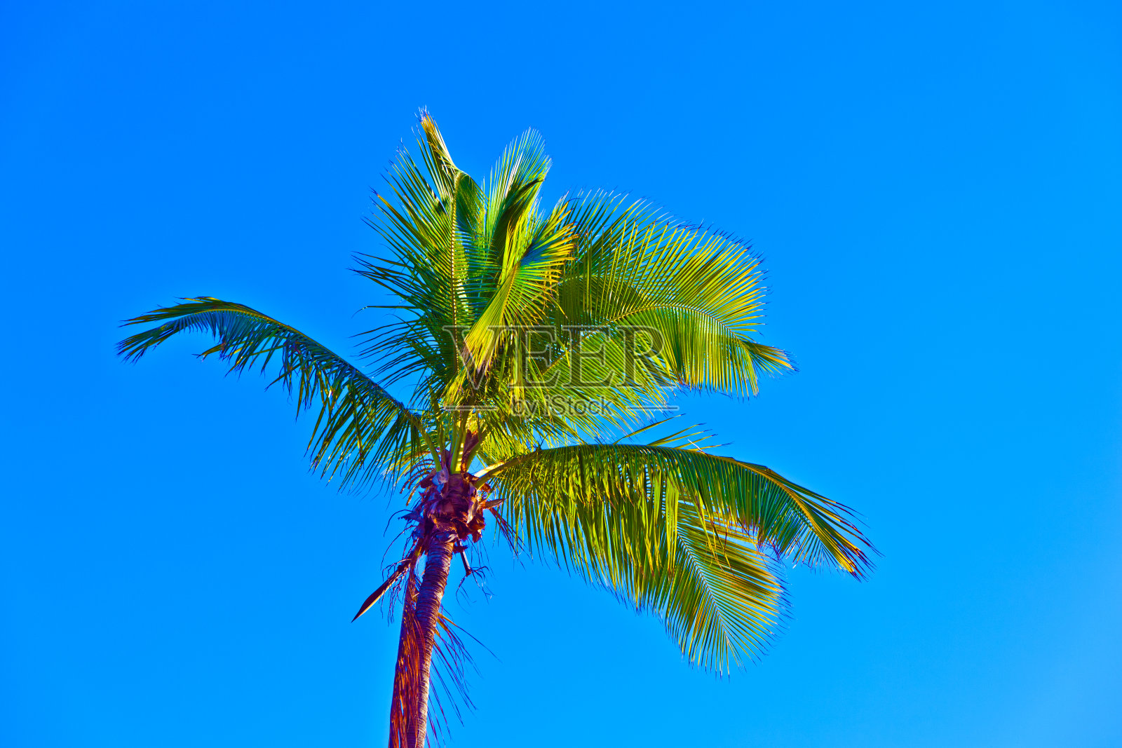 棕榈树叶皇冠照片摄影图片