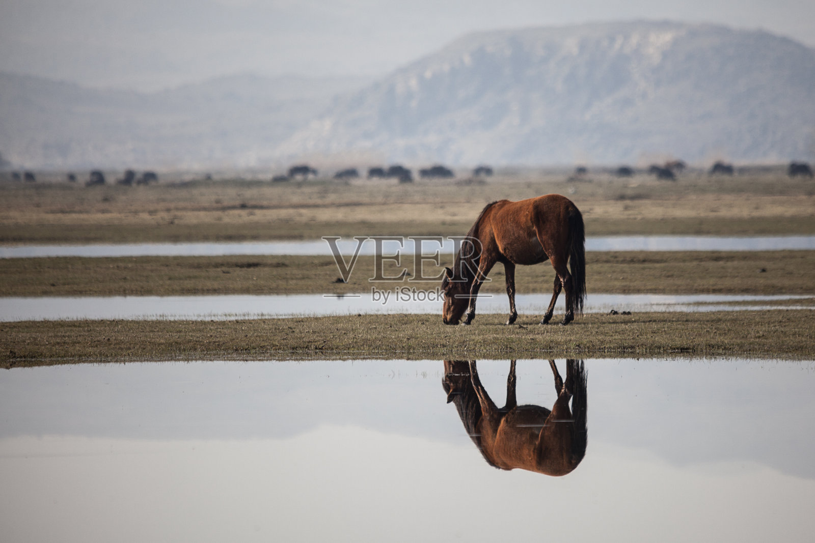 湖里有匹野马照片摄影图片