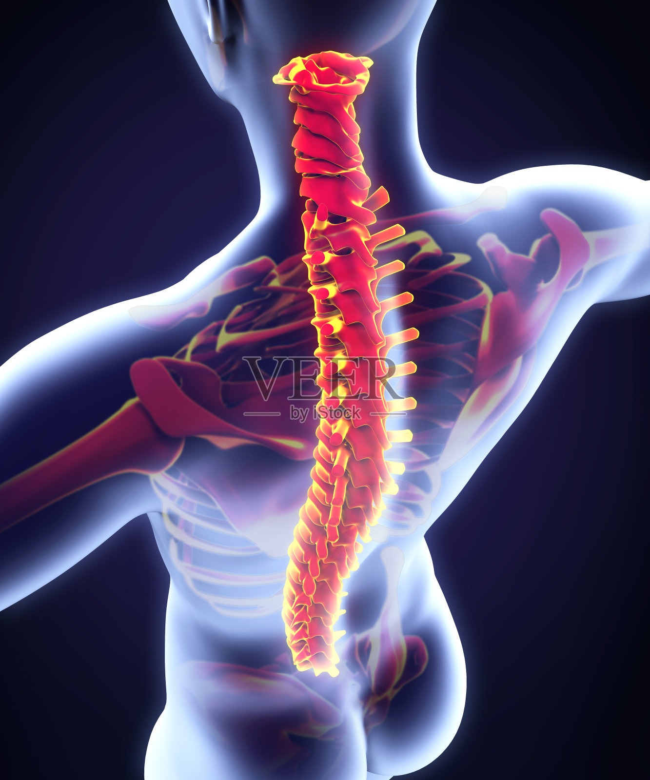 人类脊柱解剖照片摄影图片