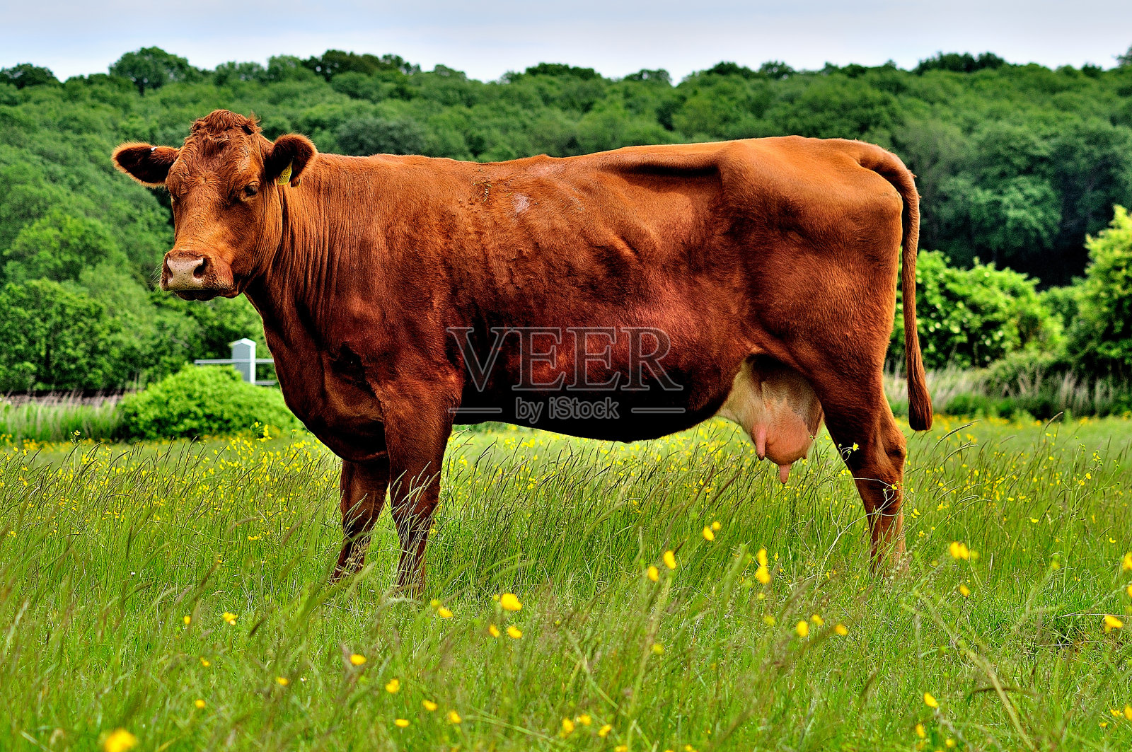 日记棕色的牛照片摄影图片