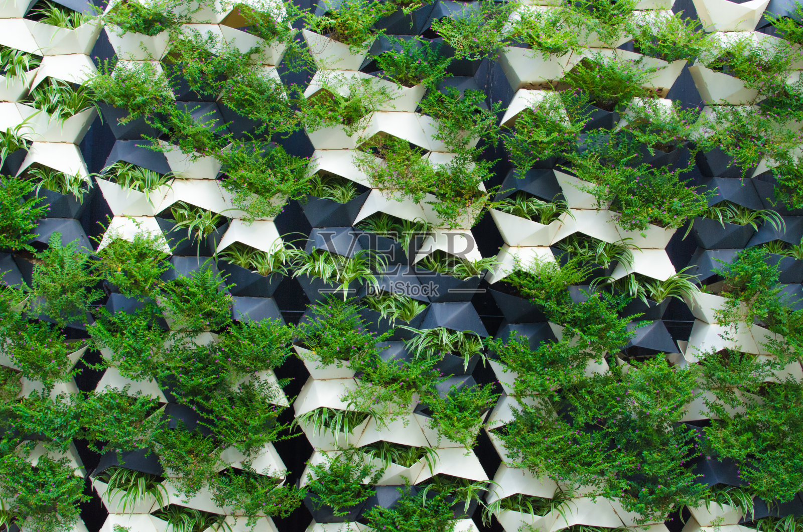 绿色植物墙照片摄影图片