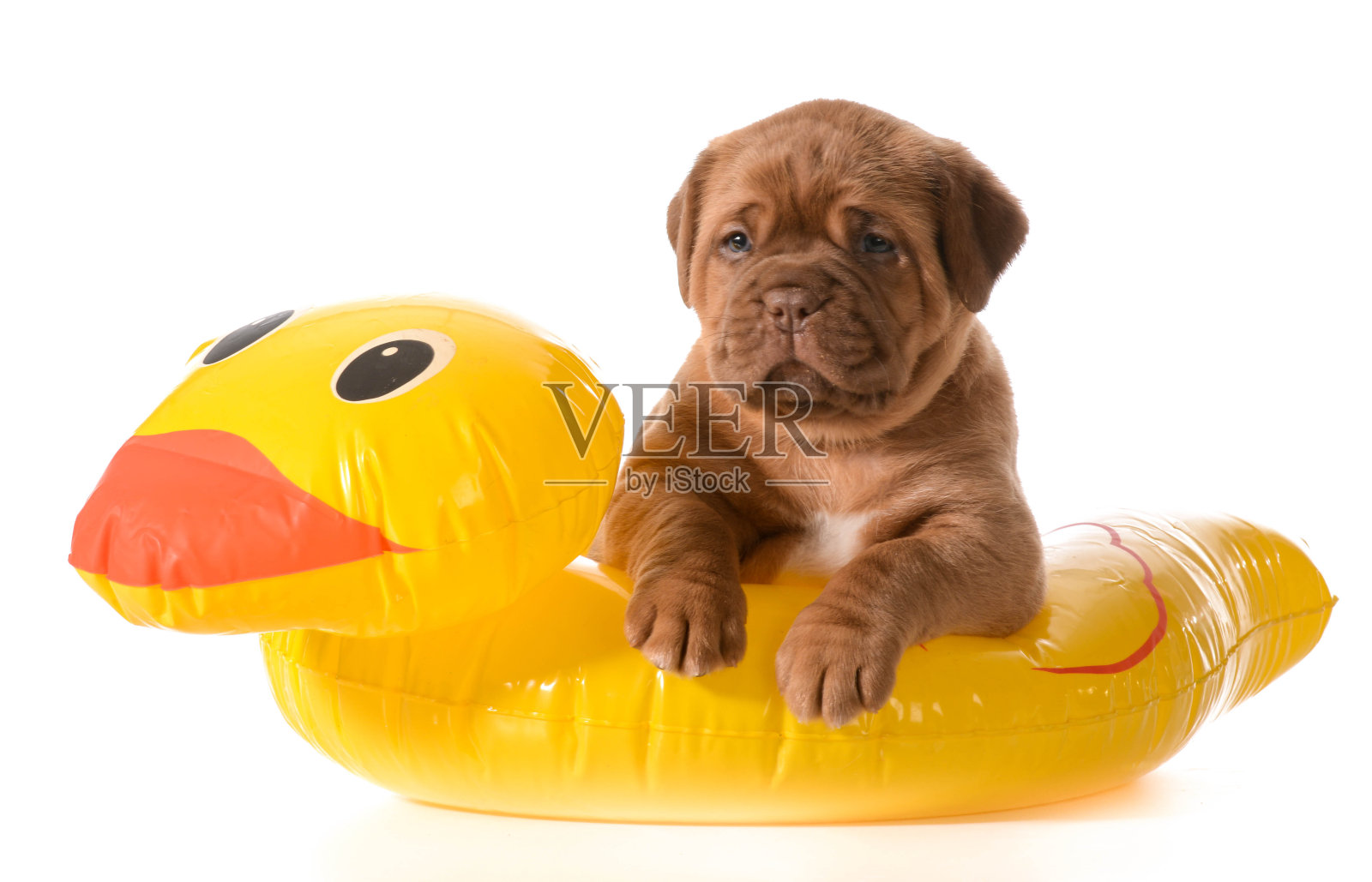 狗水安全照片摄影图片