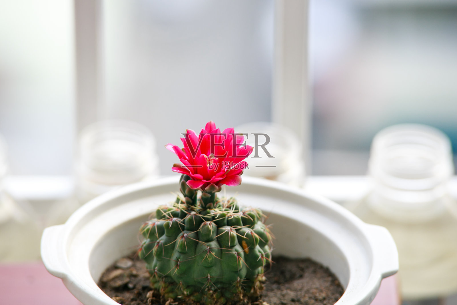 粉红色的仙人掌花照片摄影图片