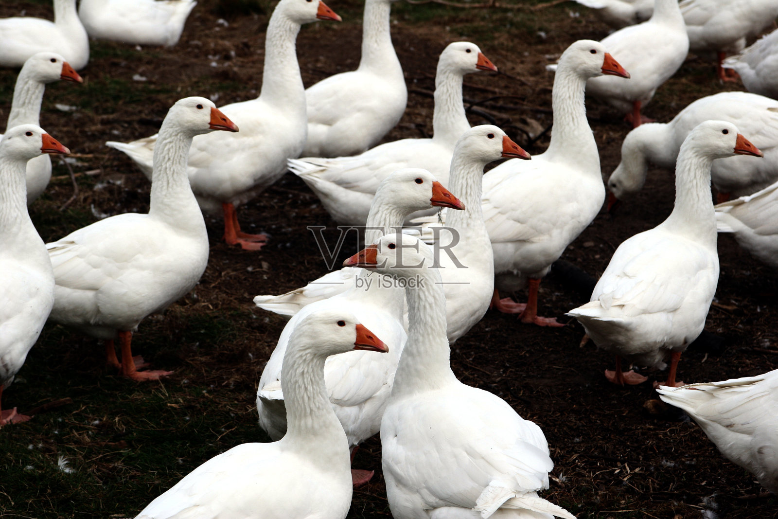 鹅例外照片摄影图片