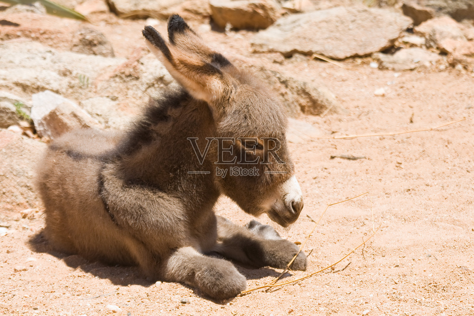 驴驹照片摄影图片