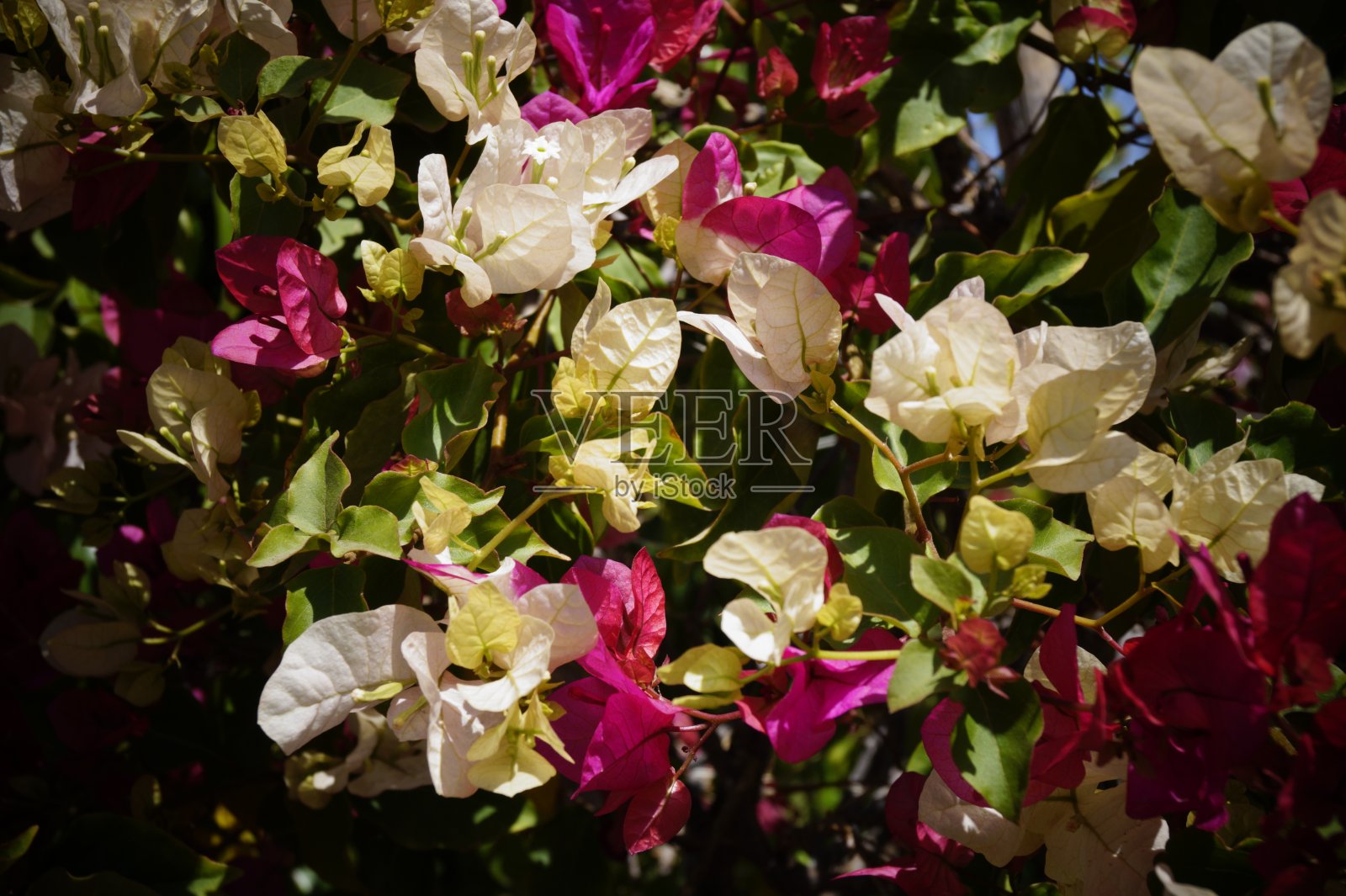 九重葛-九重葛，九重葛花卉照片摄影图片