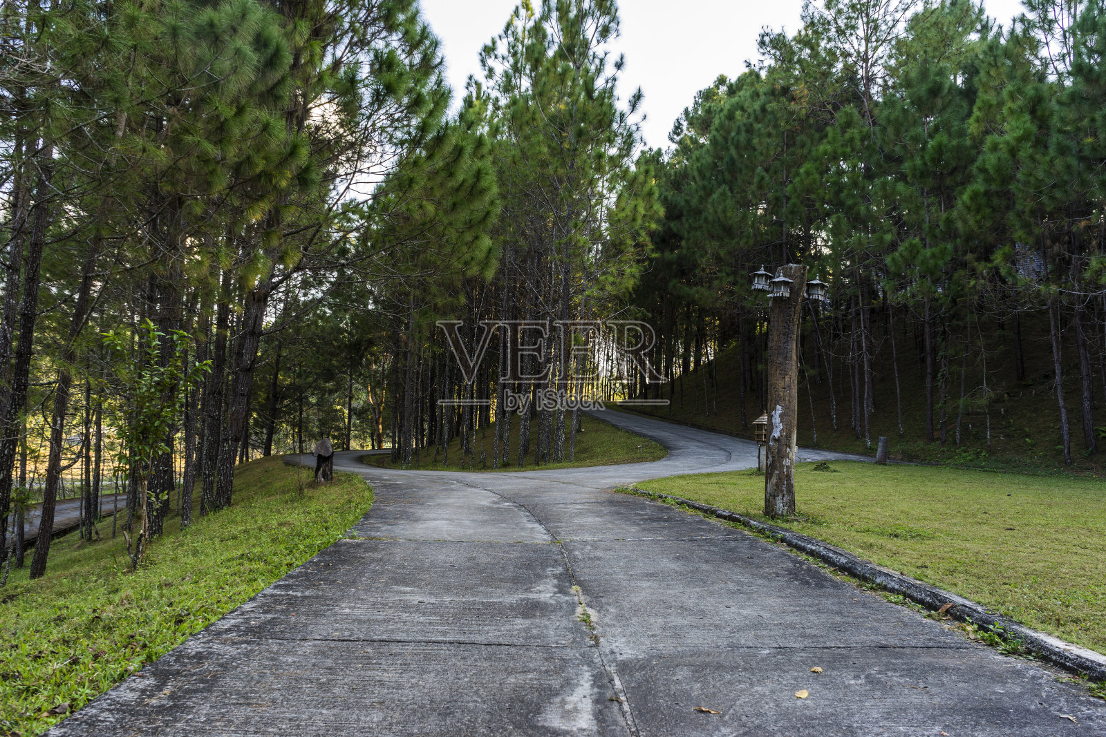 松树森林照片摄影图片