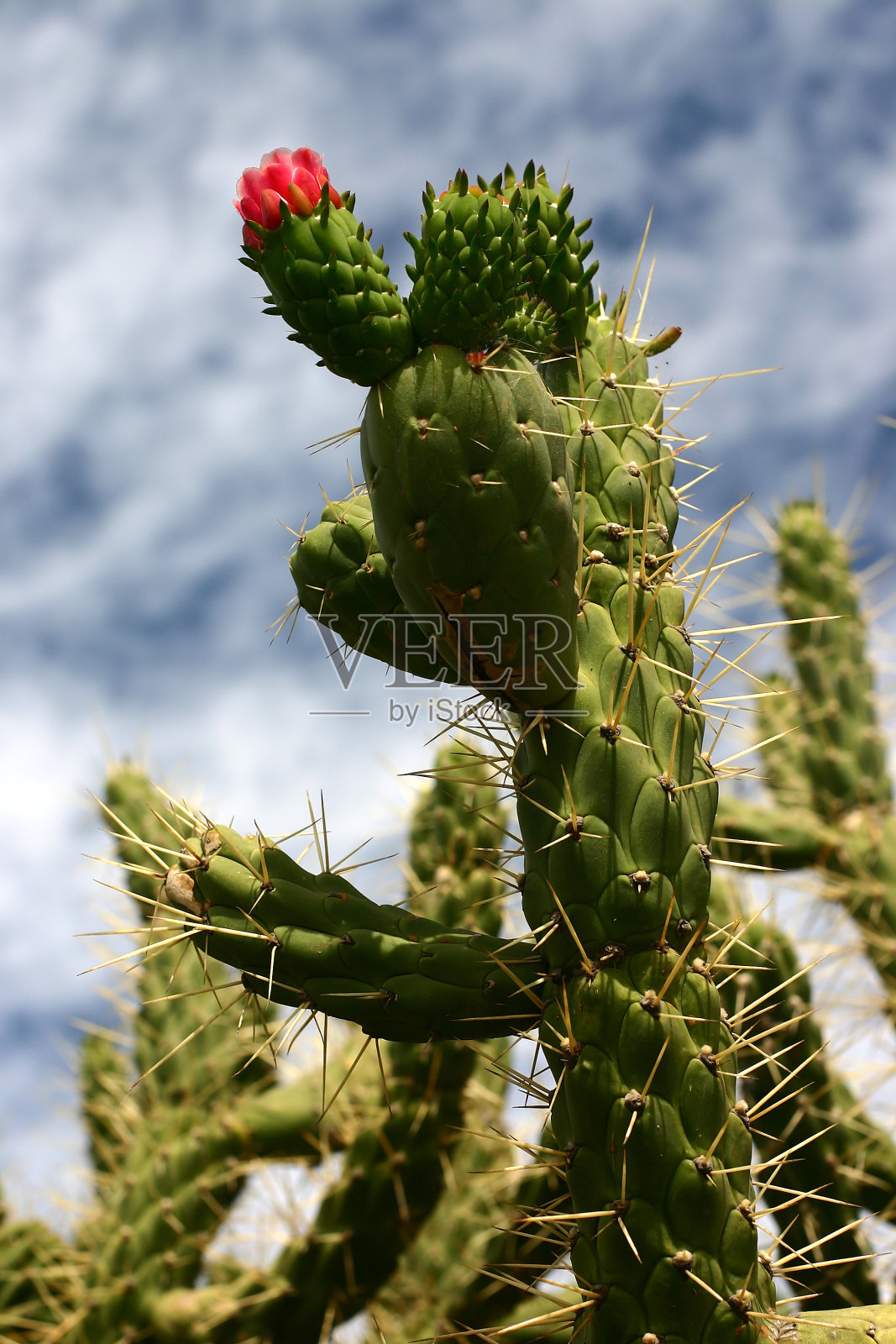 科西嘉人flower010照片摄影图片